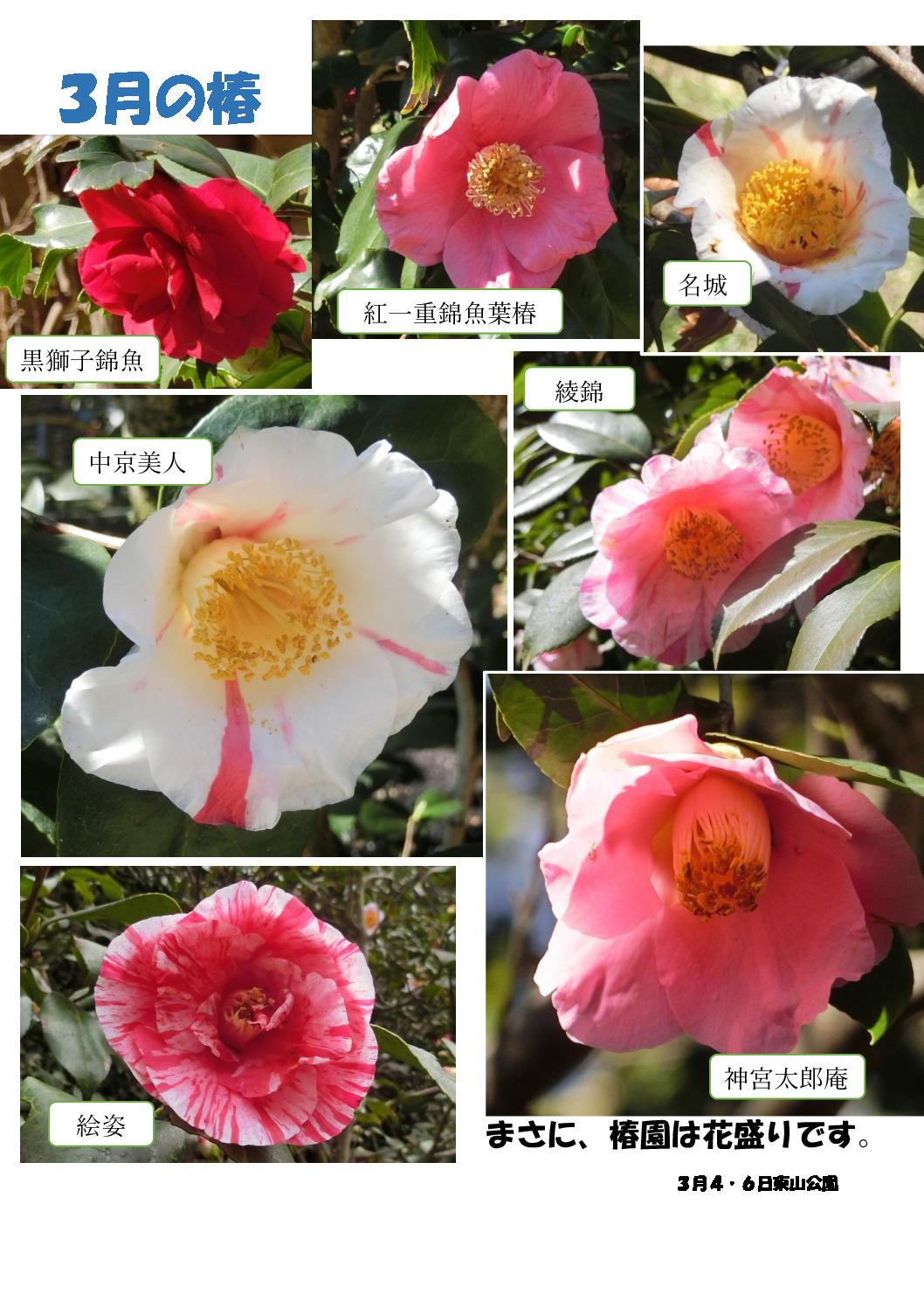 ３月の椿のサムネイル