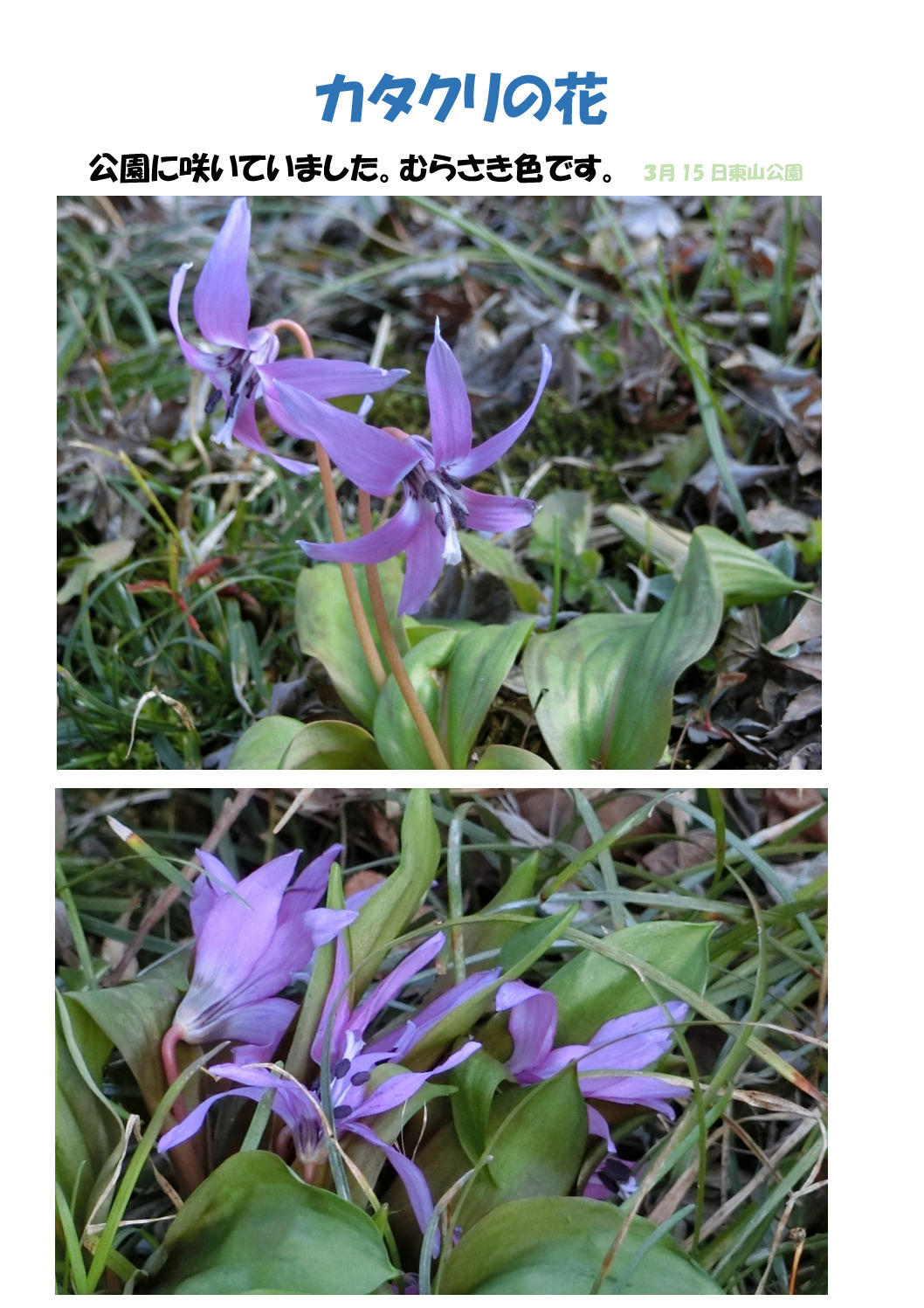カタクリのサムネイル
