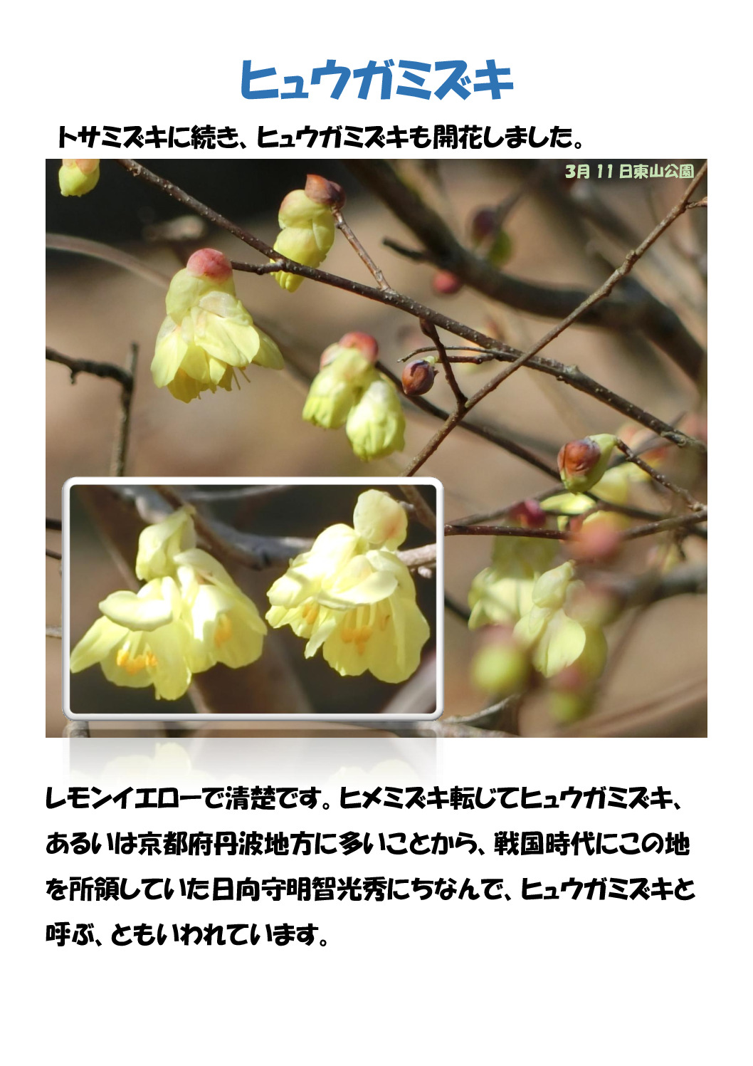 ヒュウガミズキのサムネイル