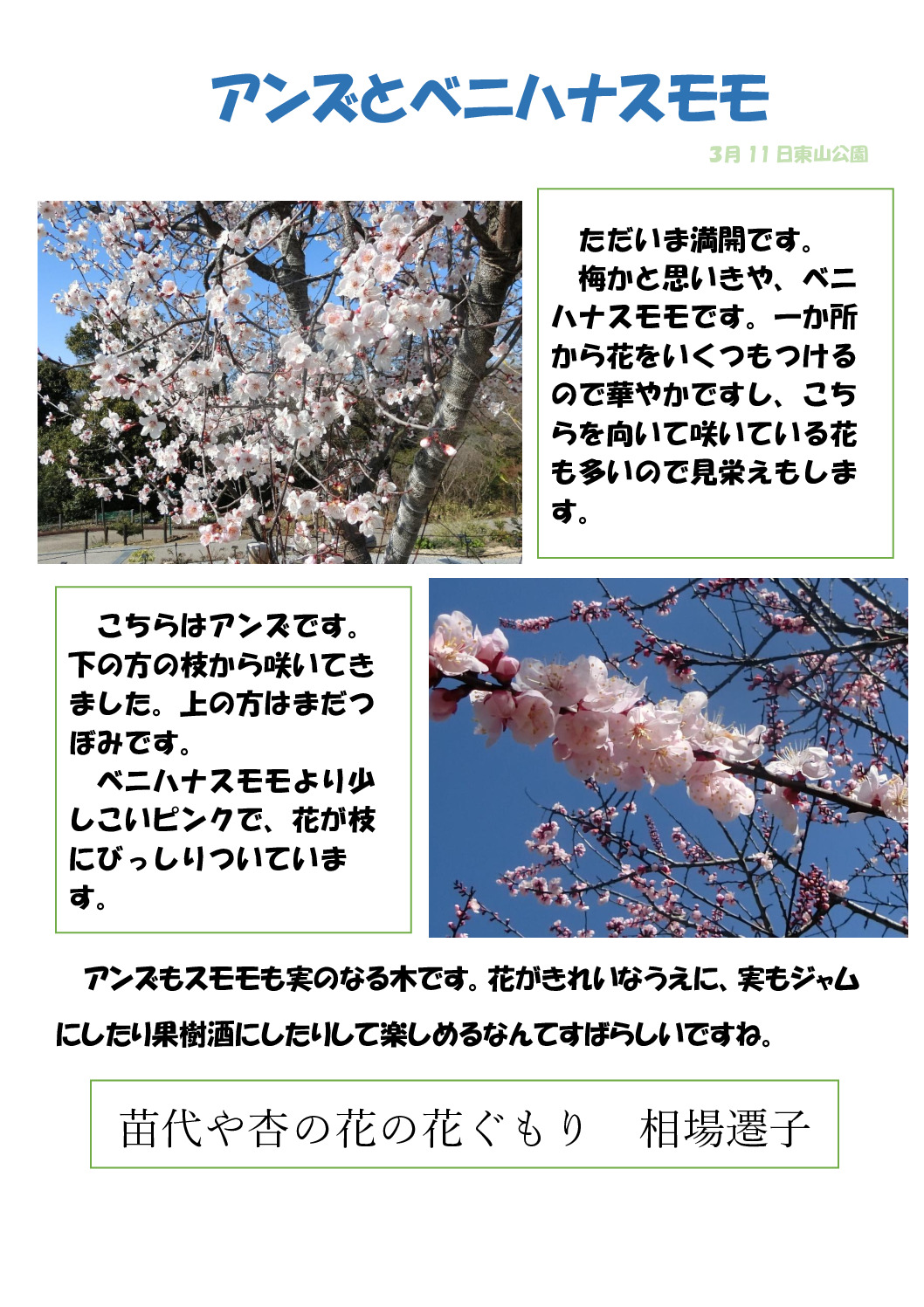 アンズのサムネイル