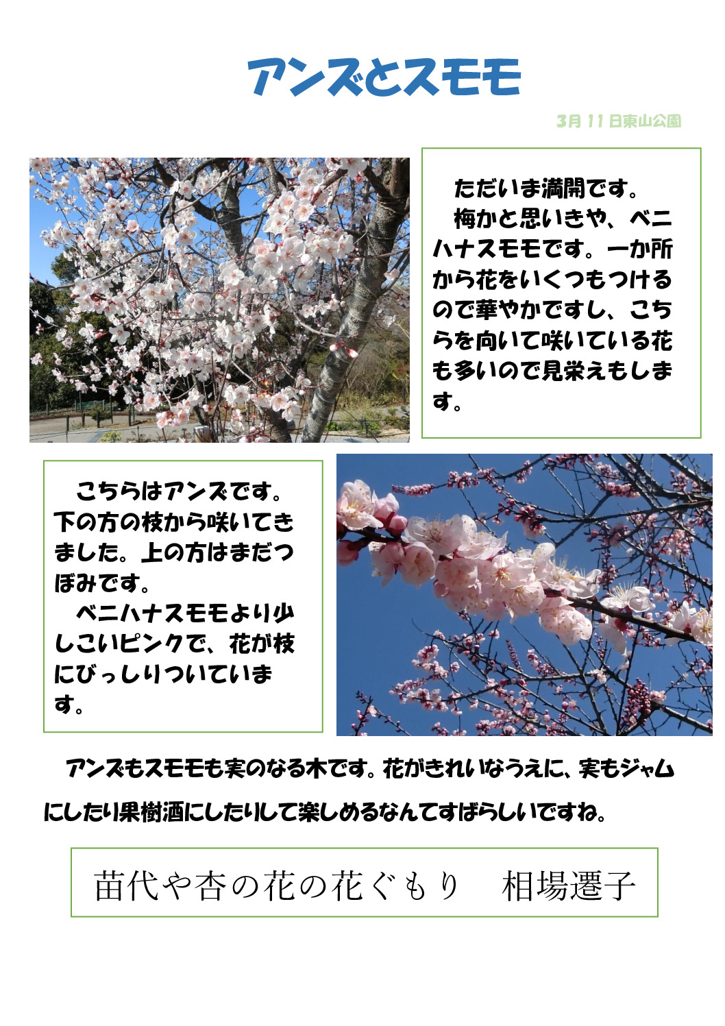 アンズのサムネイル