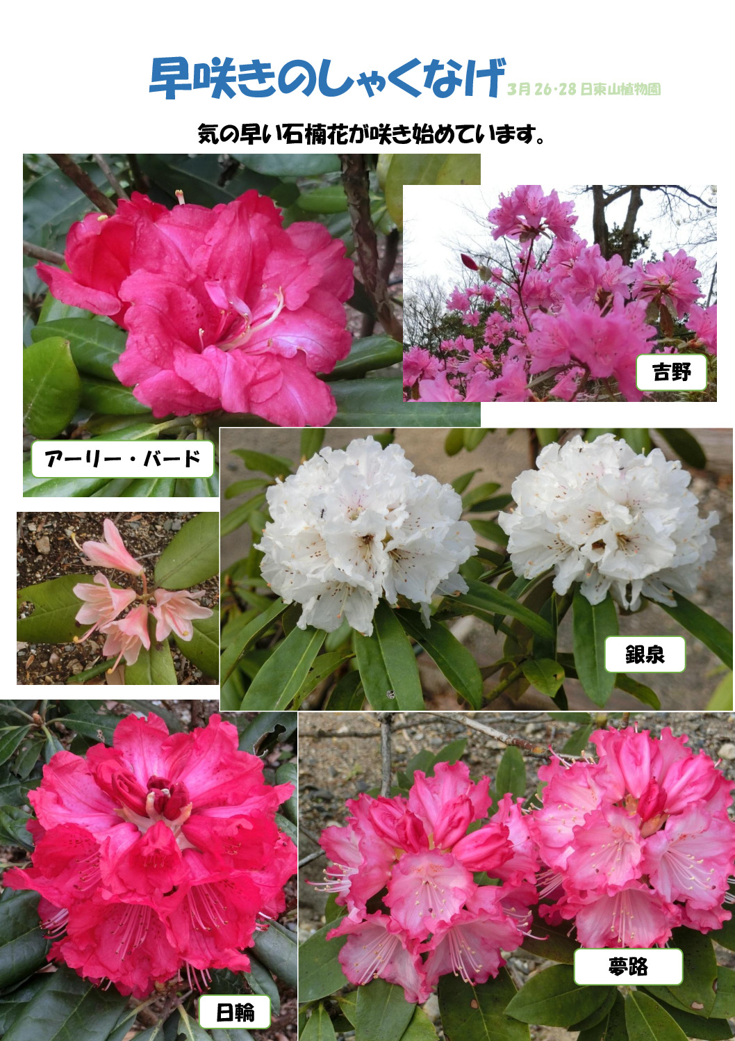 シャクナゲ１のサムネイル