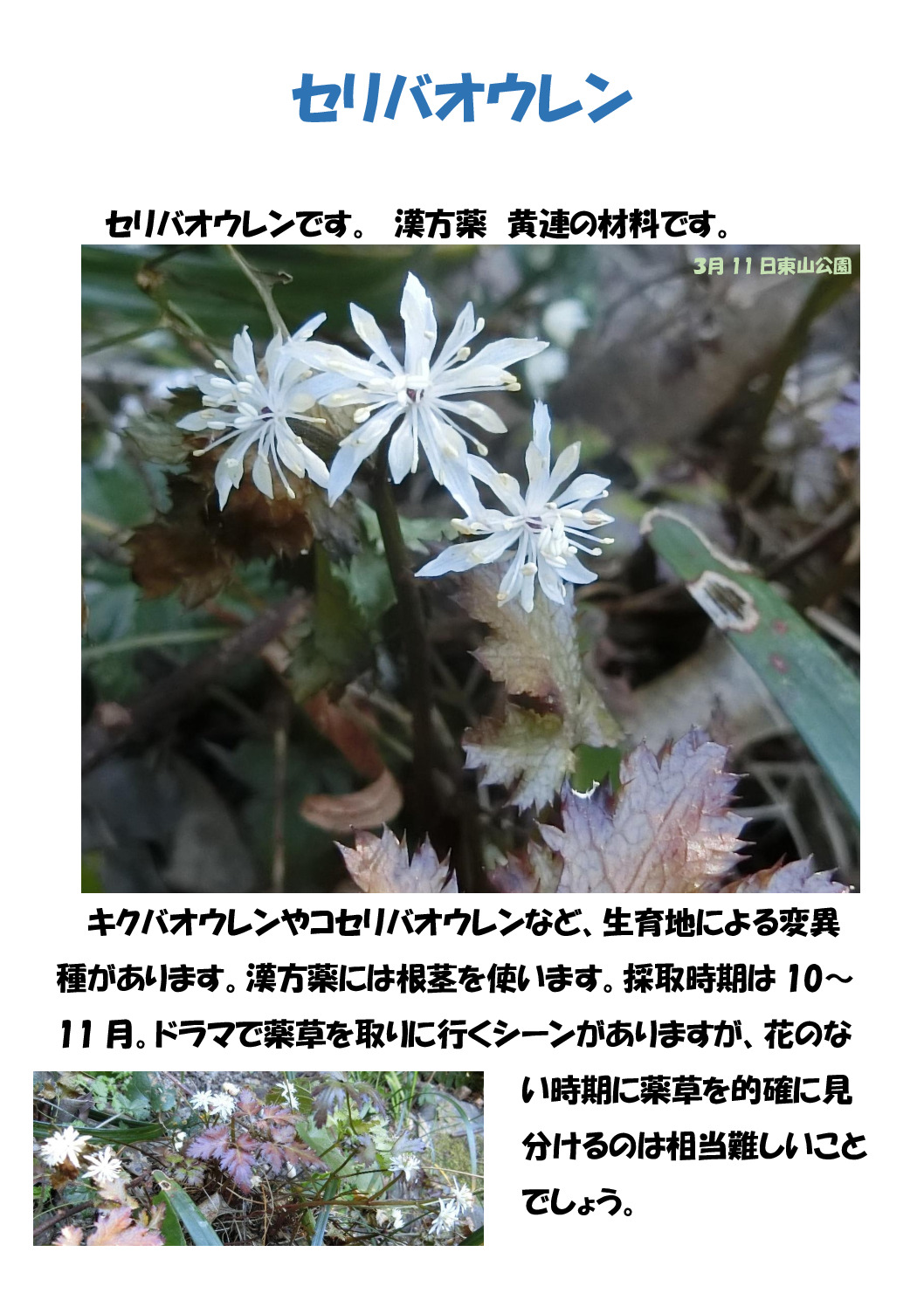 セリバオウレンのサムネイル