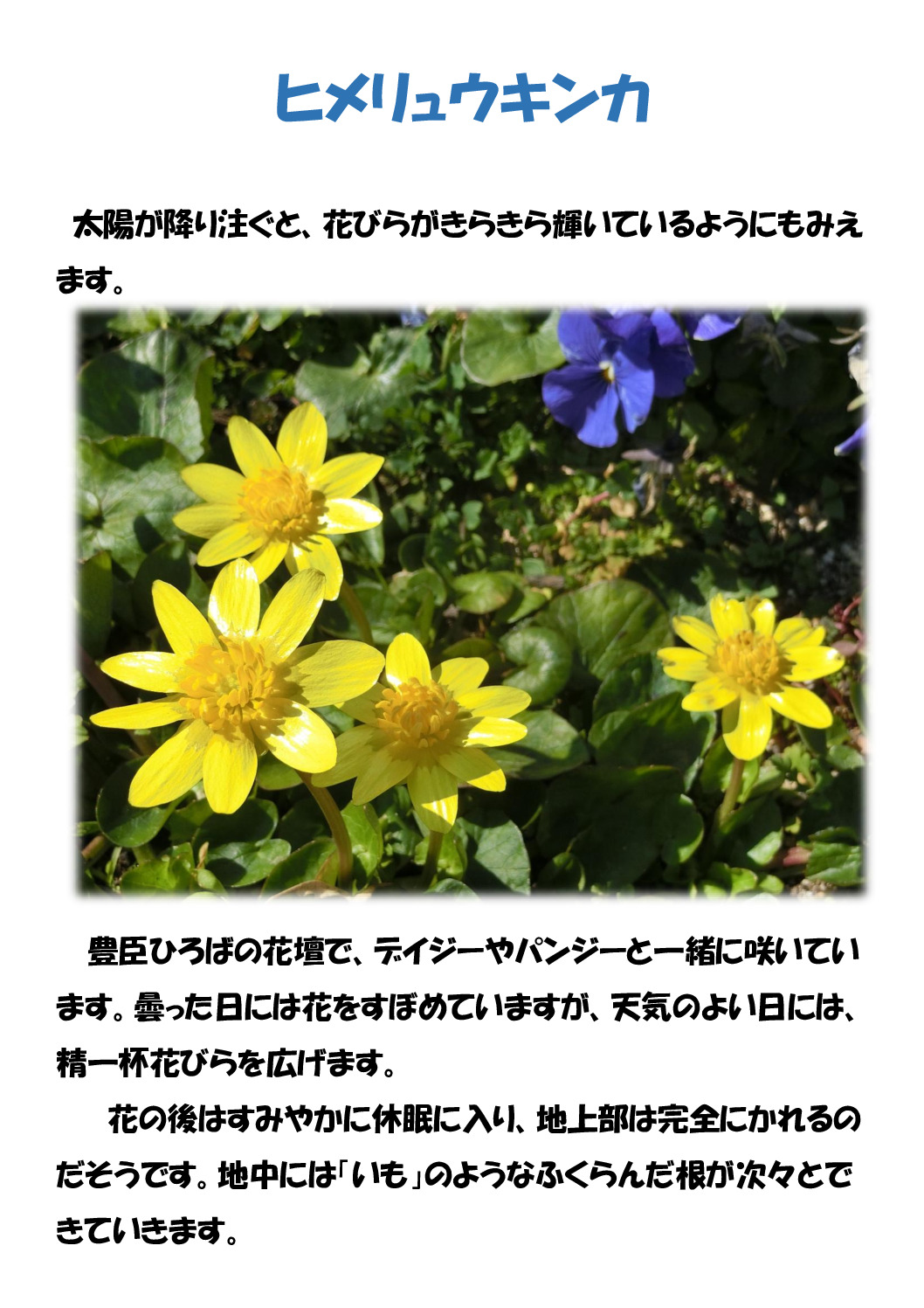 ヒメリュウキンカのサムネイル