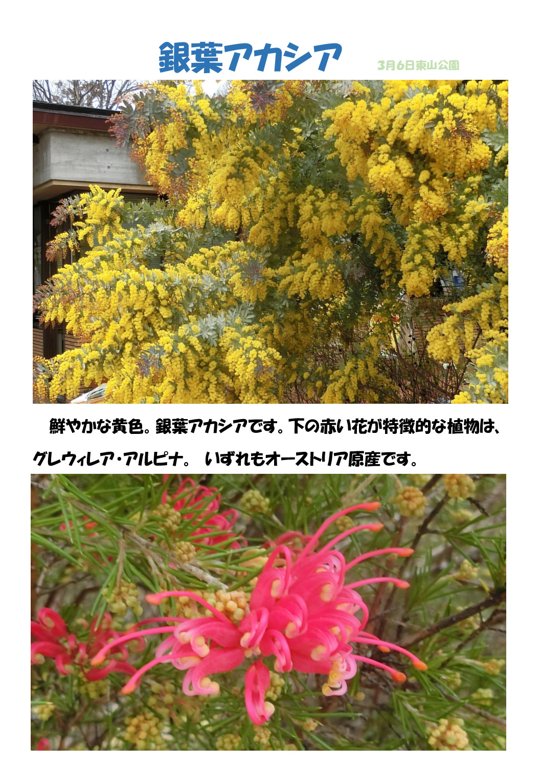 アカシアのサムネイル