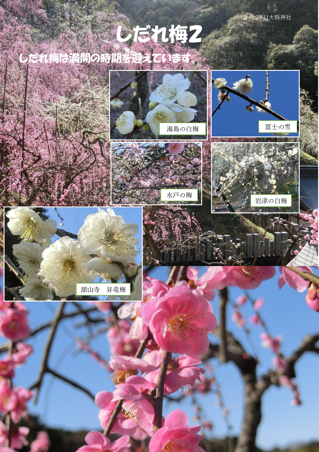 しだれ梅２のサムネイル