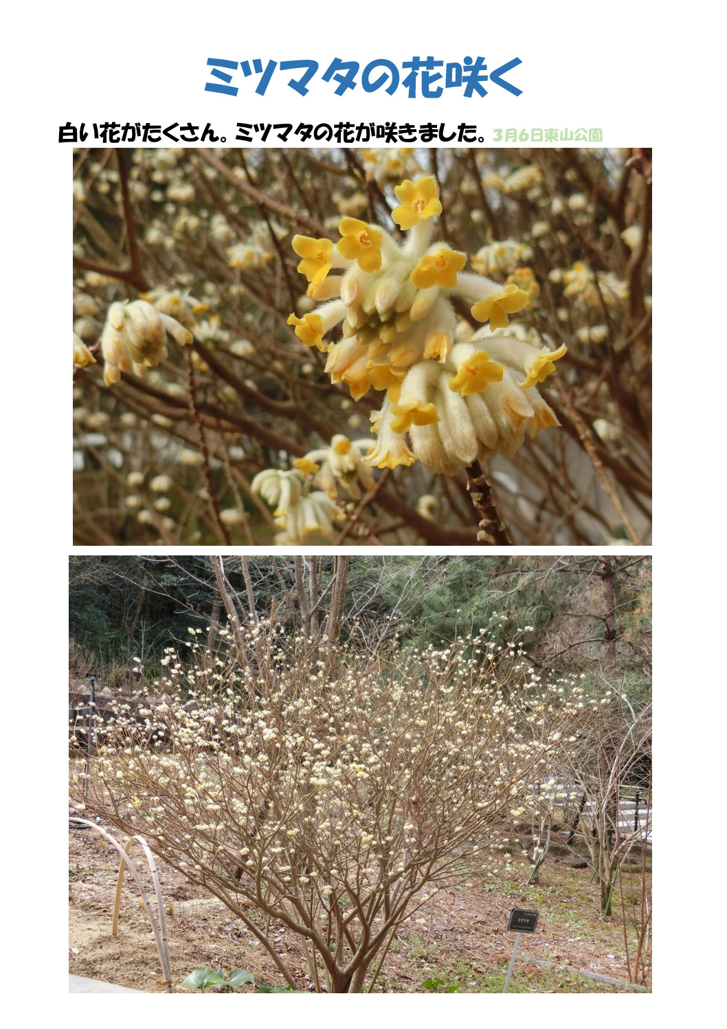 ミツマタのサムネイル