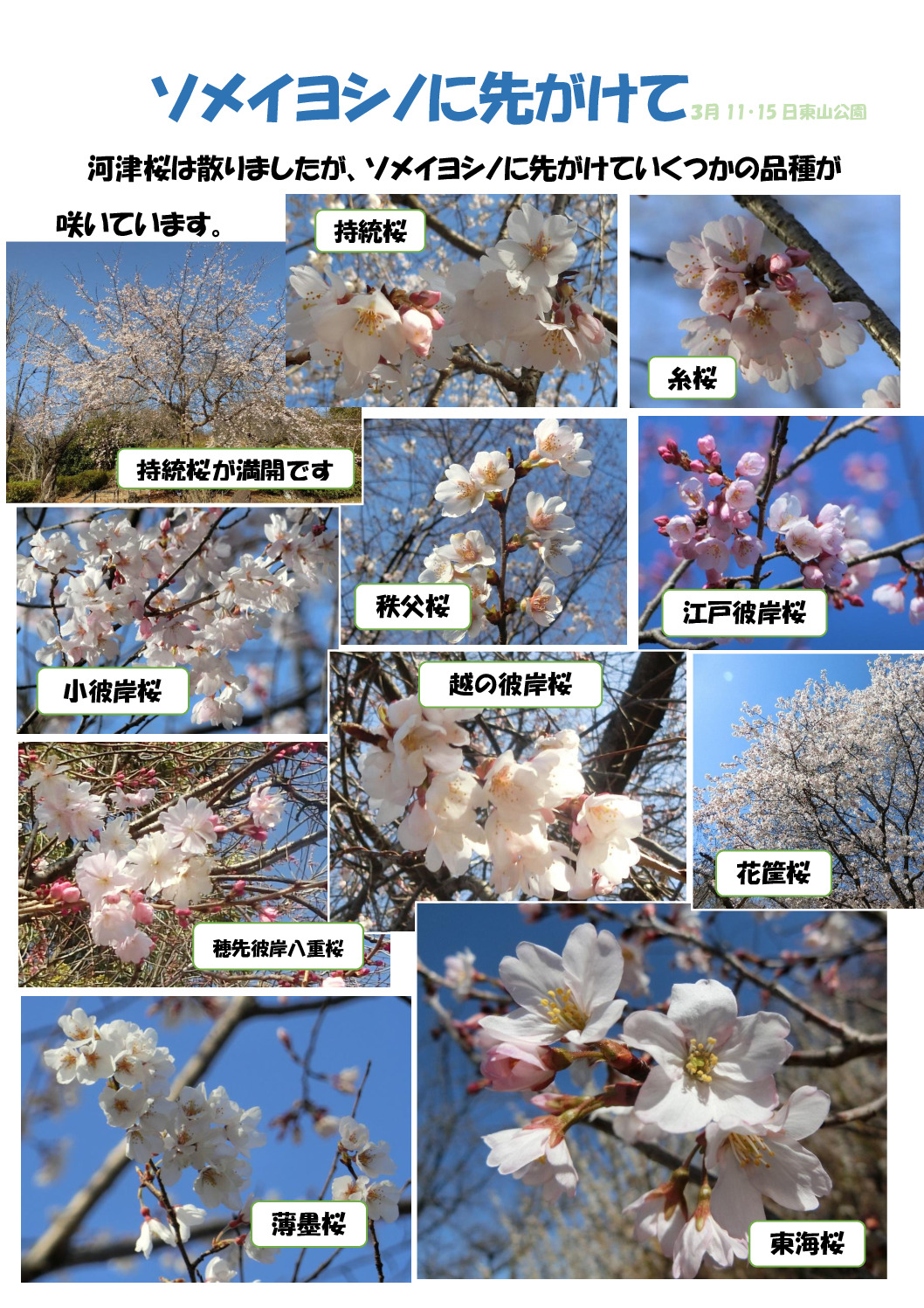 染井吉野に先駆けてのサムネイル