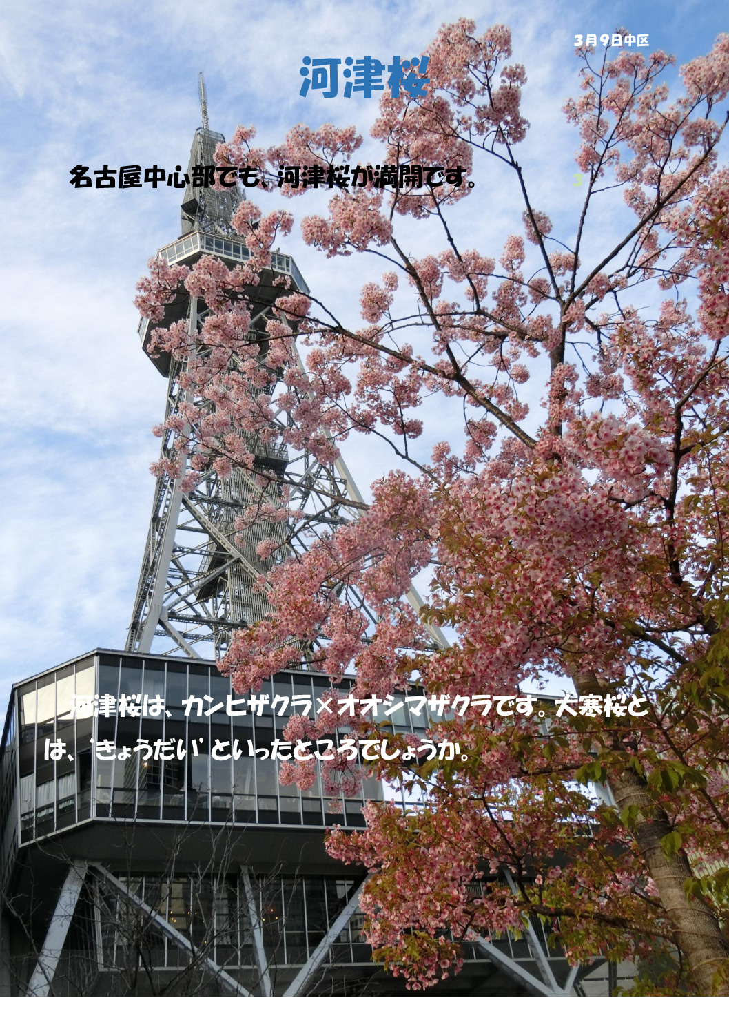 河津桜のサムネイル