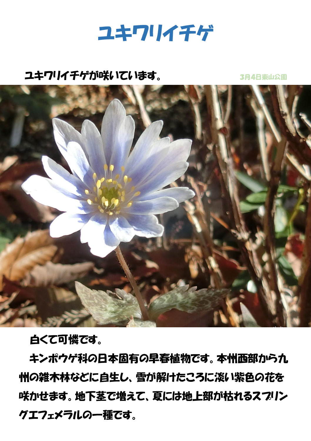 ユキワリイチゲのサムネイル