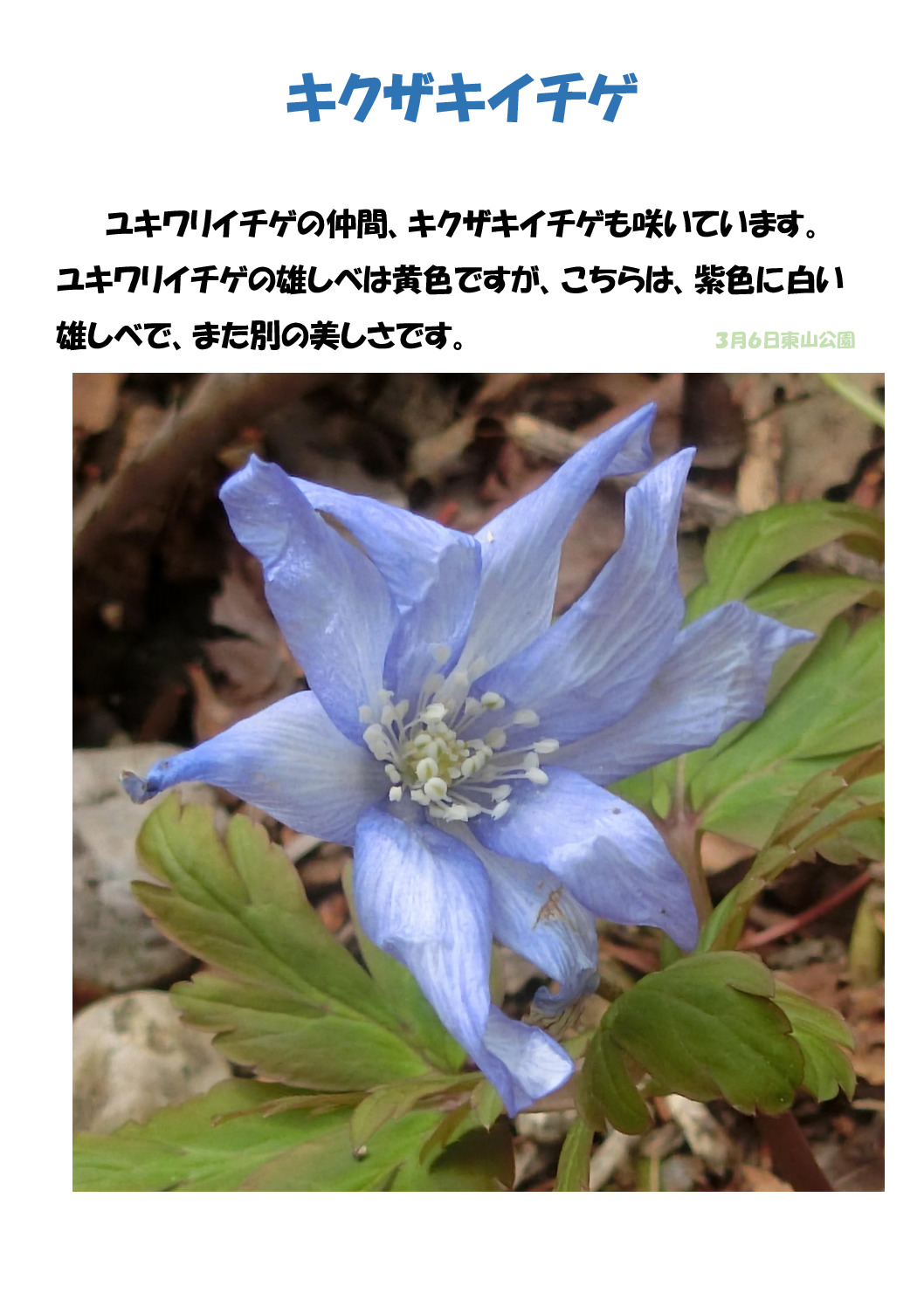 キクザキイチゲのサムネイル