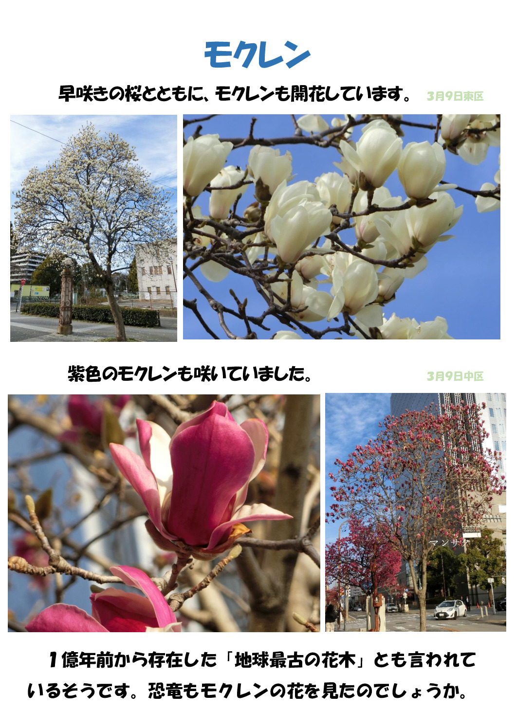 モクレンのサムネイル