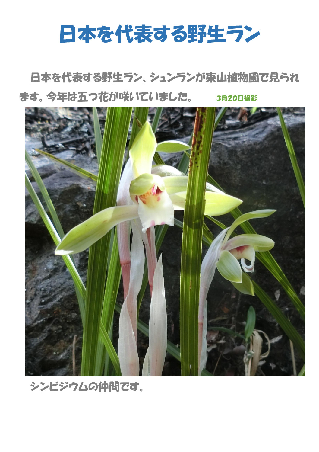 シュンランのサムネイル