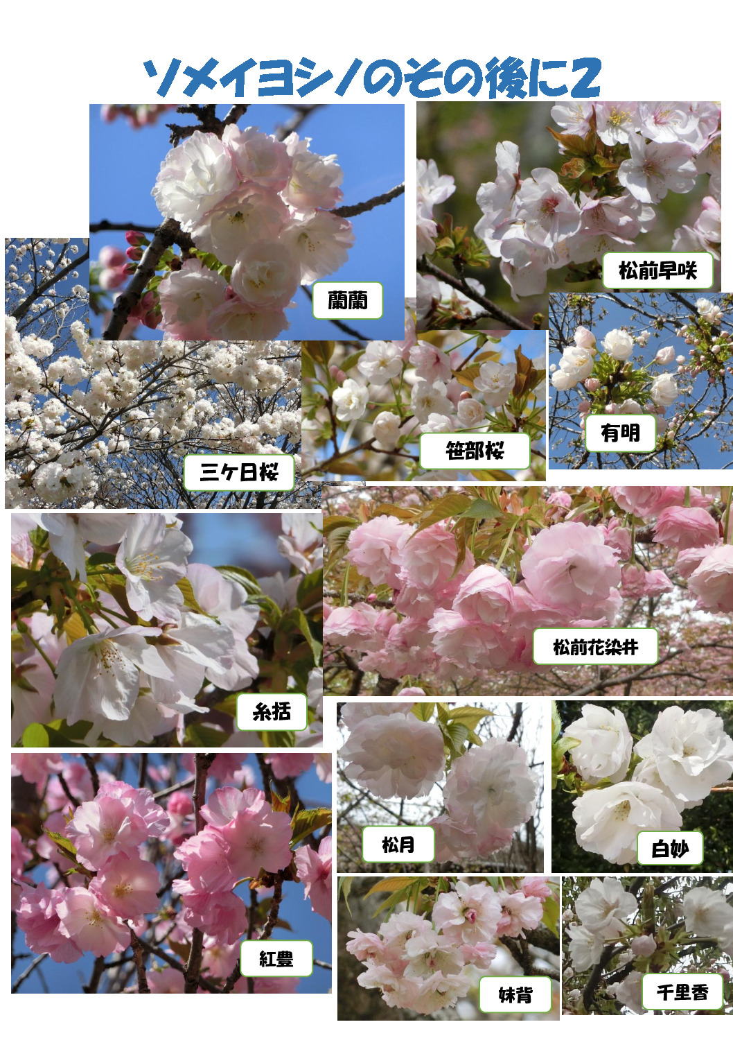 ソメイヨシノののちに２のサムネイル