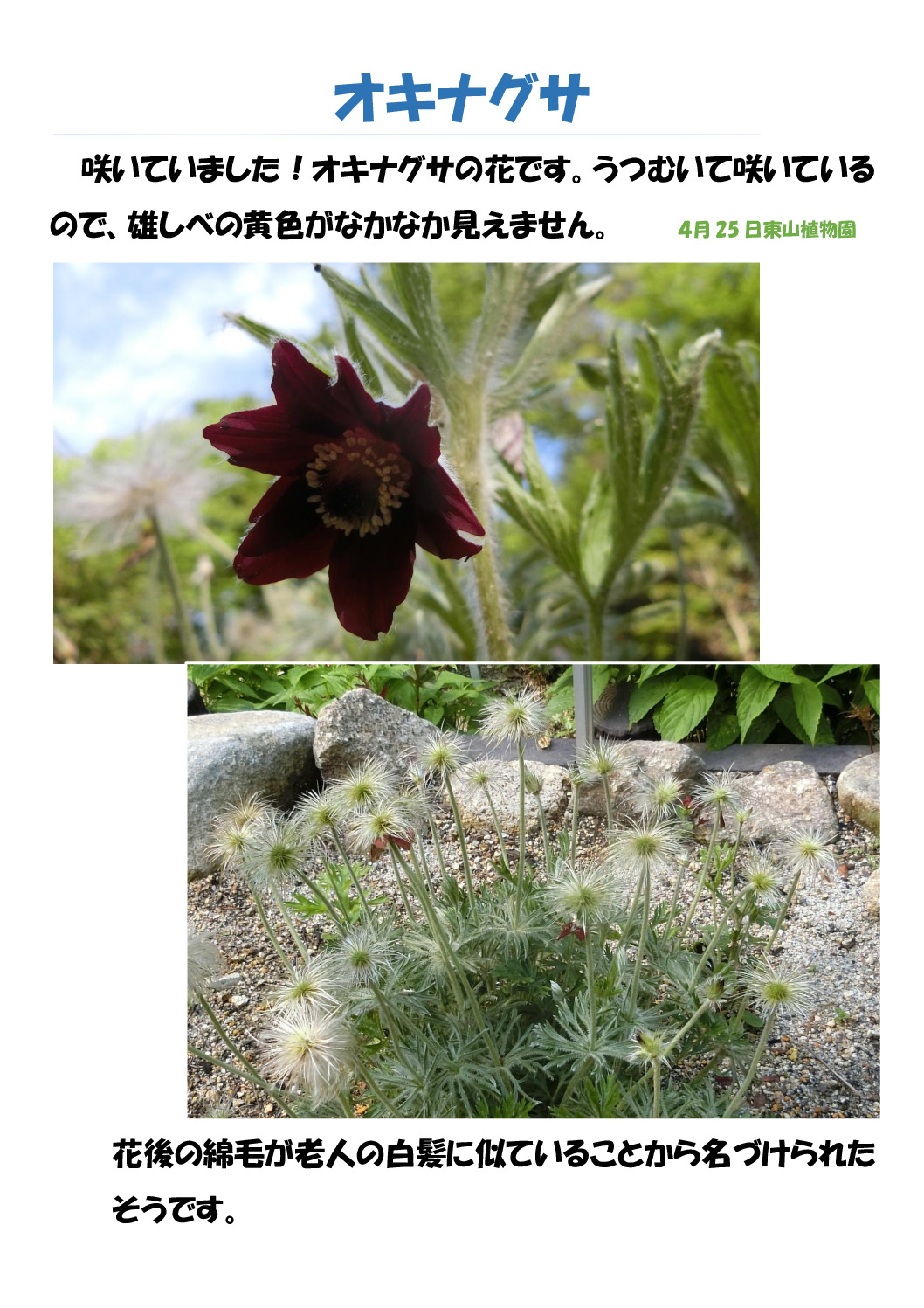 オキナグサのサムネイル