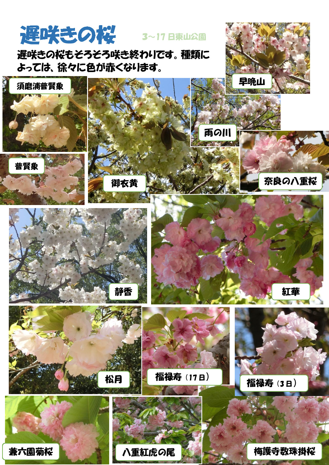 遅咲きの桜のサムネイル
