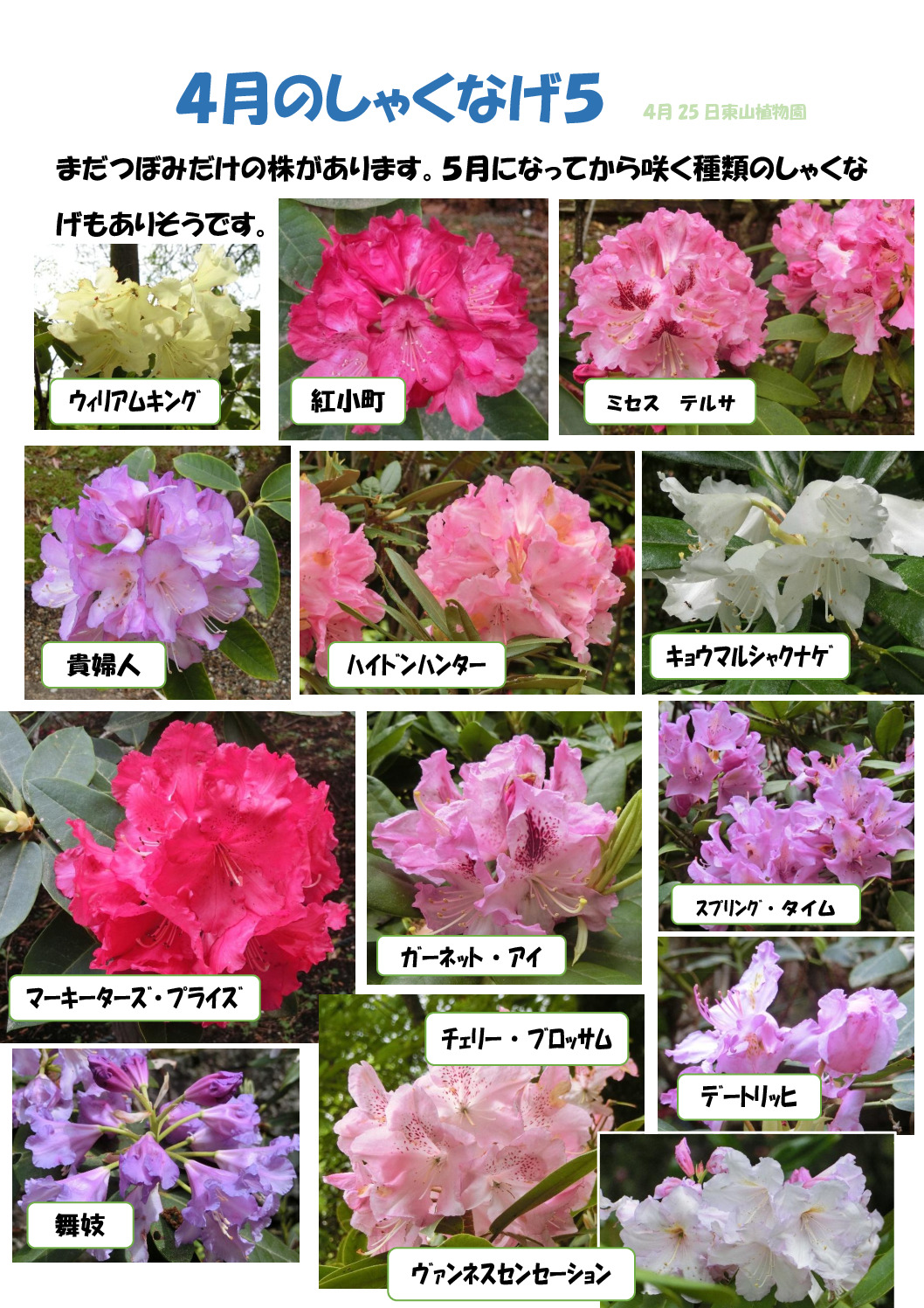 シャクナゲ　5のサムネイル