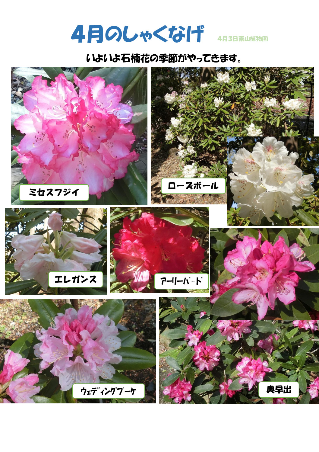 シャクナゲ2のサムネイル