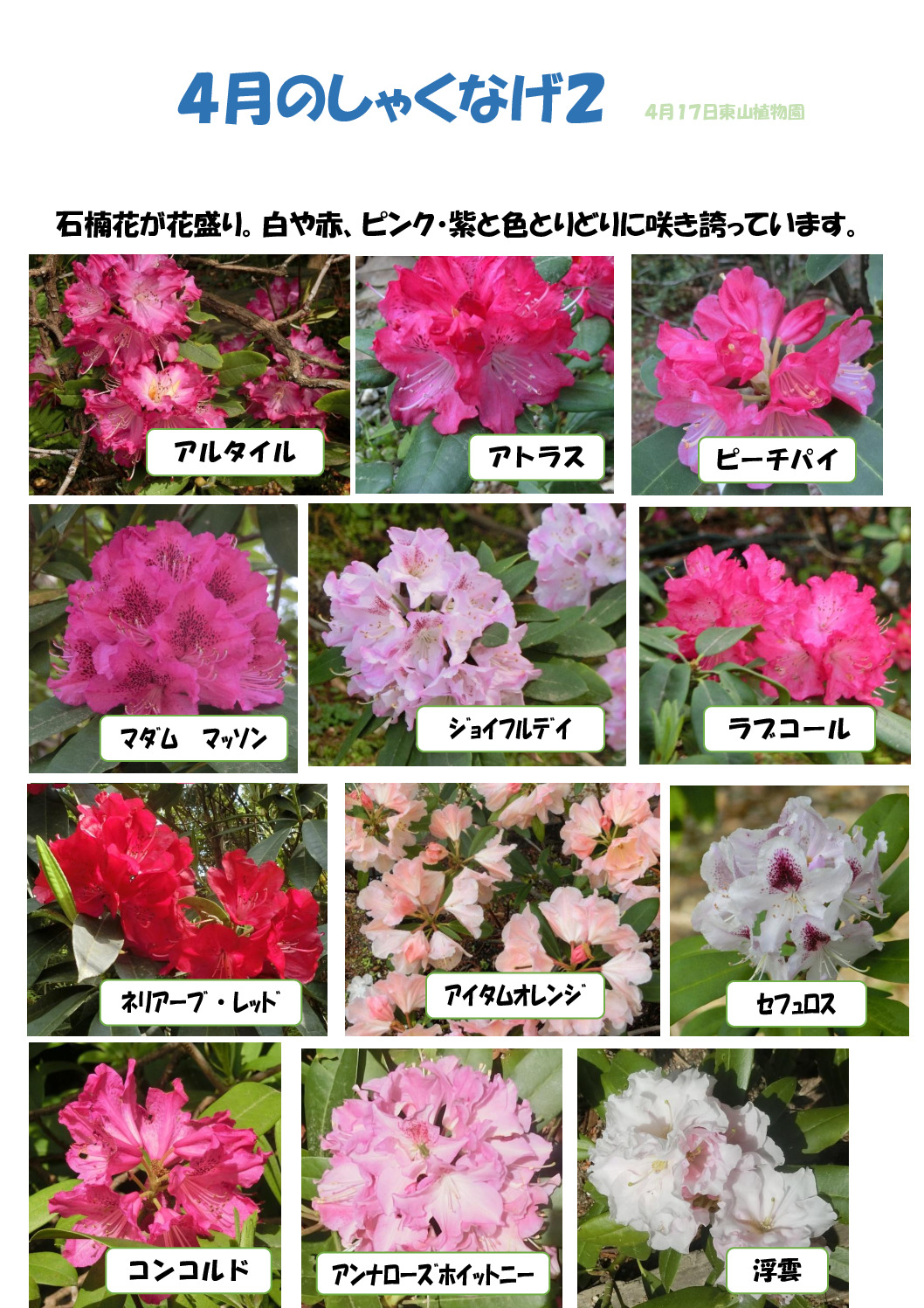 シャクナゲ　　　　2のサムネイル