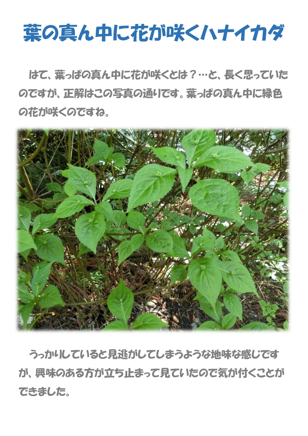 ハナイカリのサムネイル