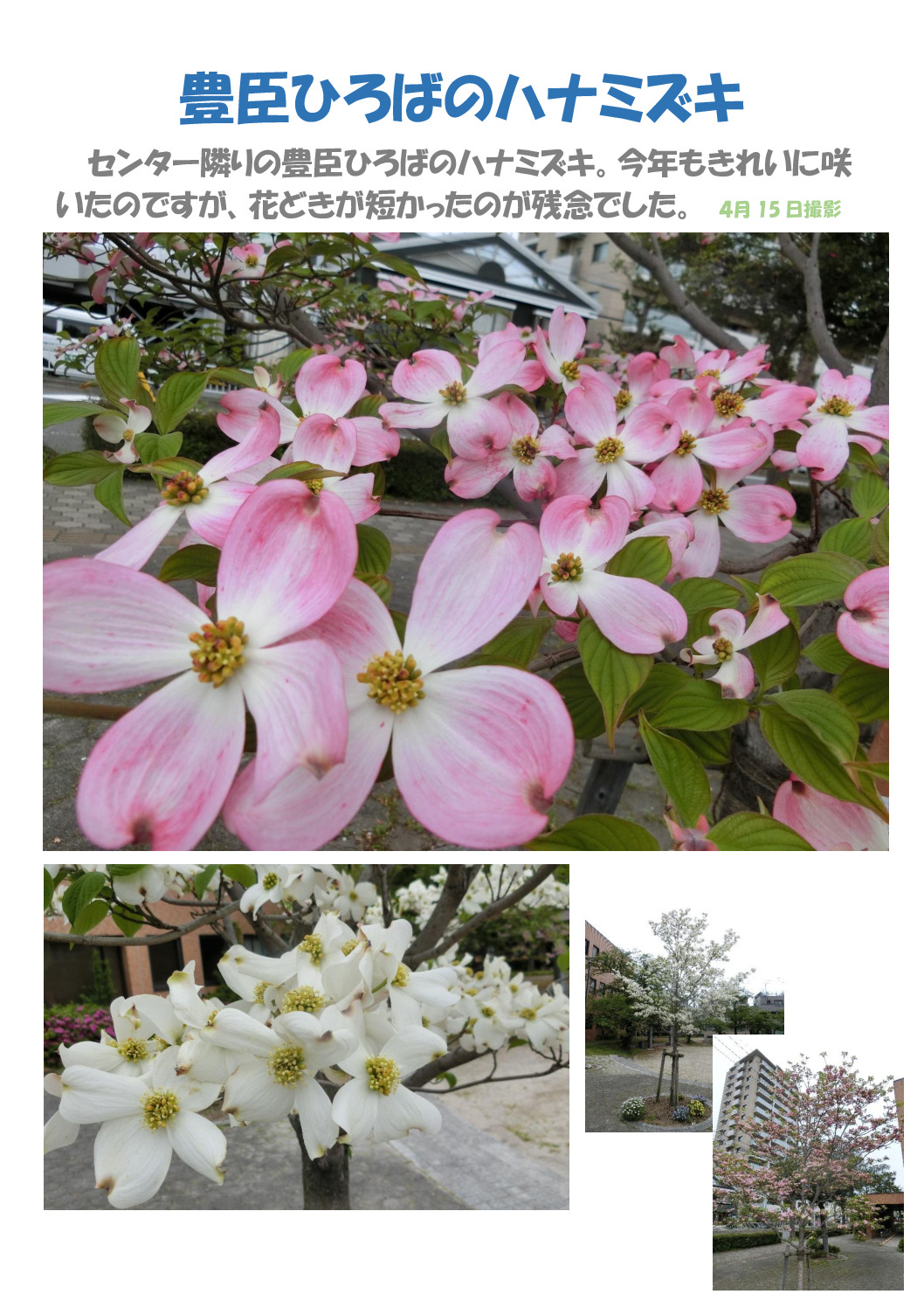 ハナミズキのサムネイル