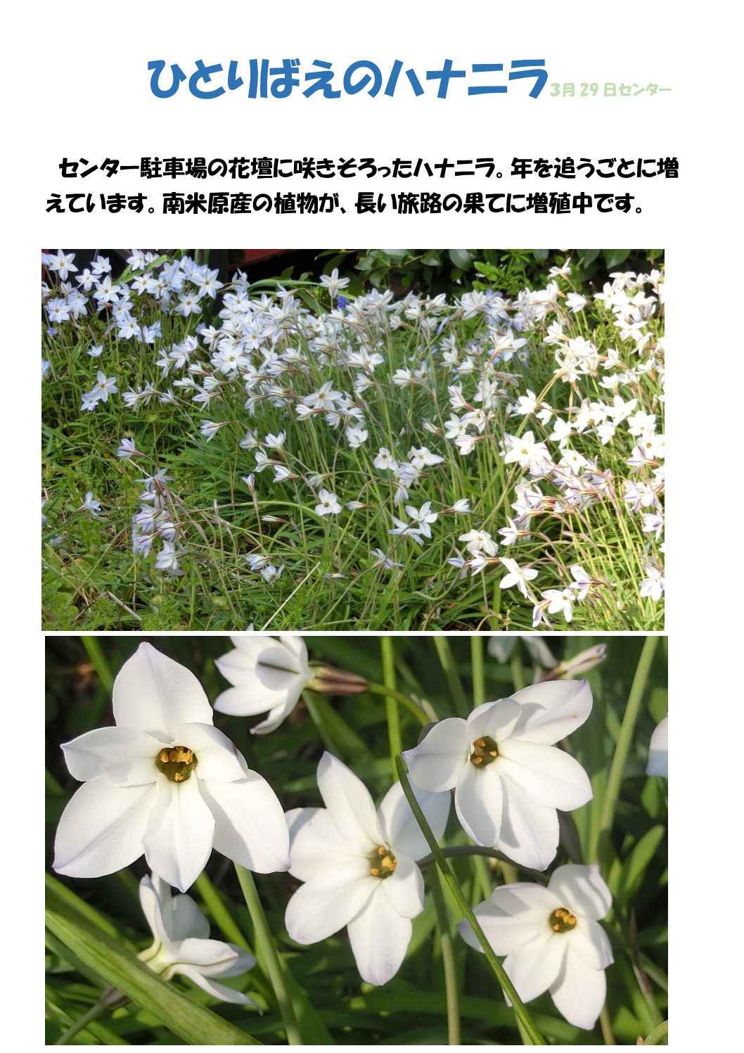 ﾊﾅﾆﾗのサムネイル