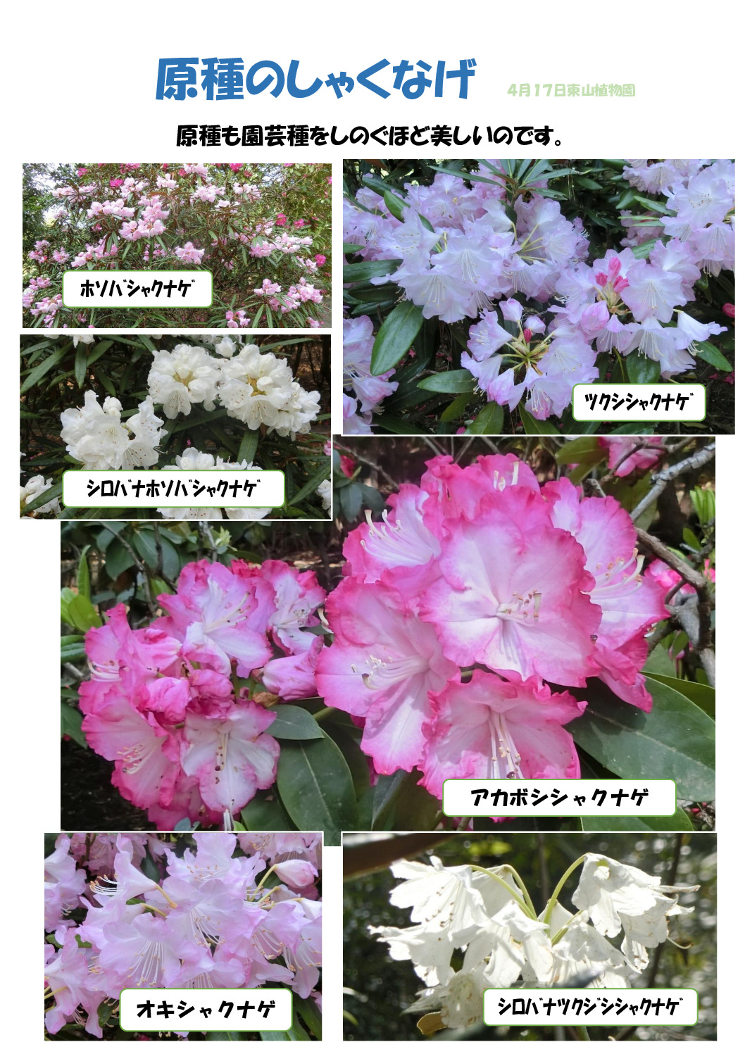 原種のしゃくなげのサムネイル