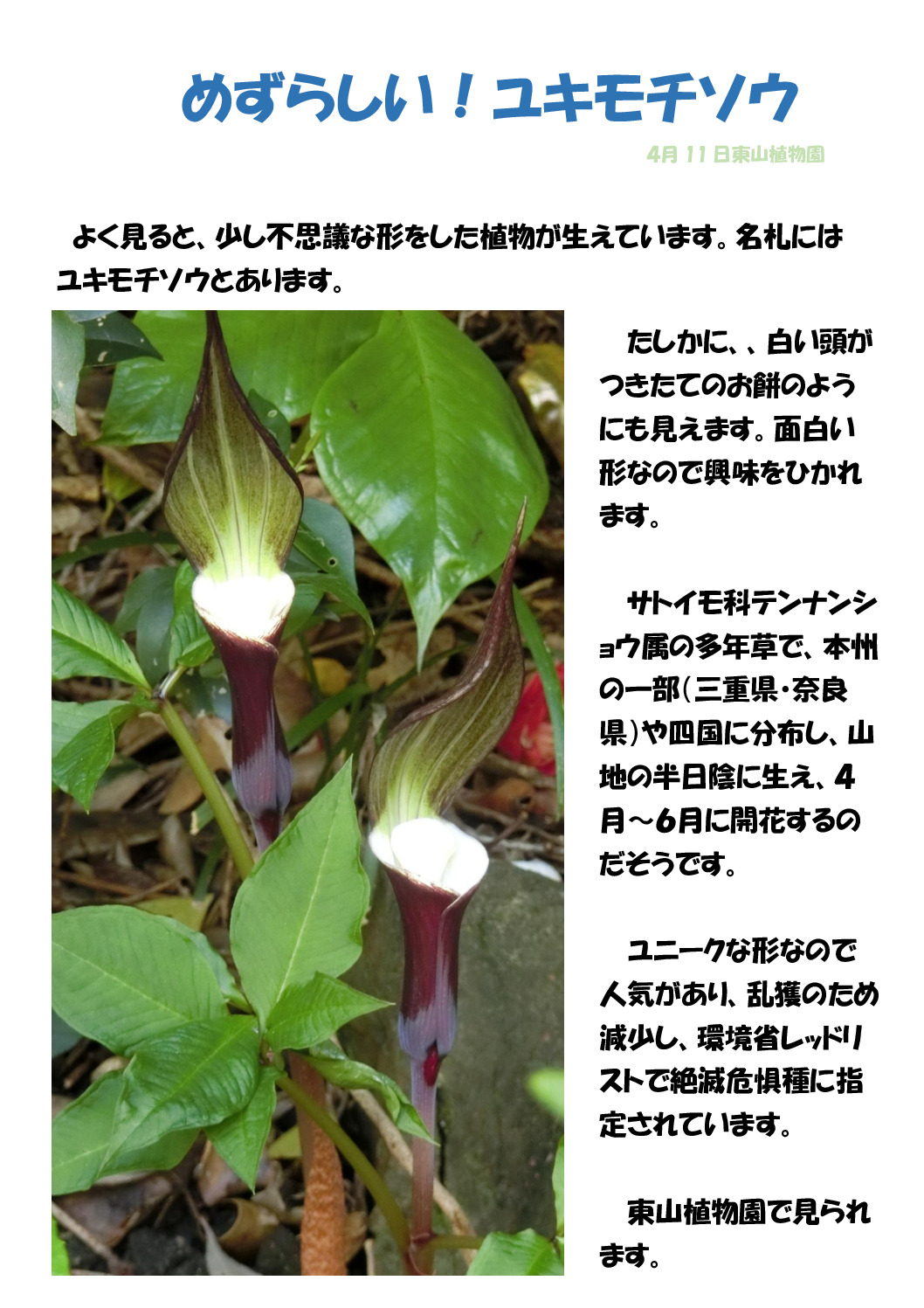 ユキモチソウのサムネイル