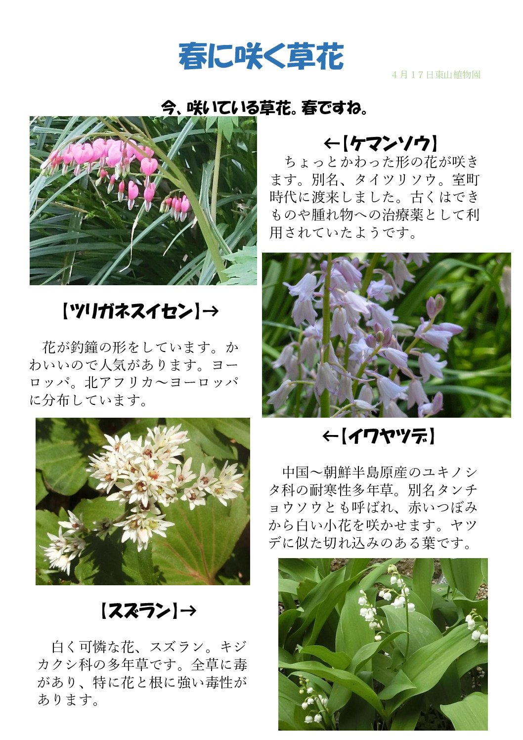 春に咲く野草のサムネイル