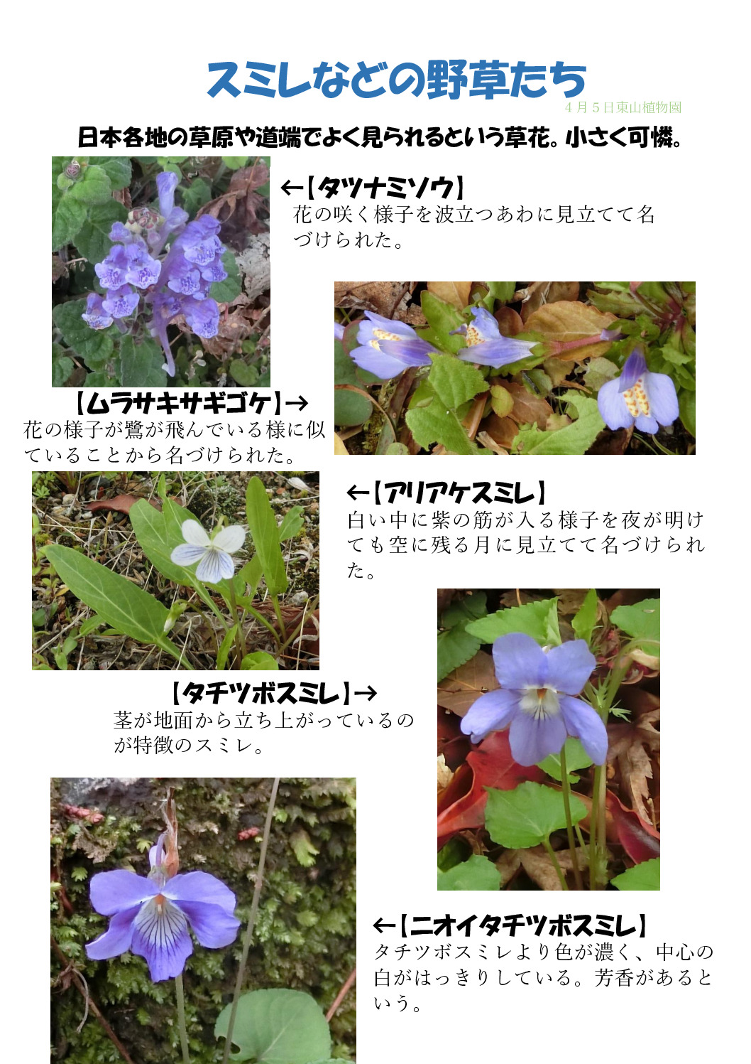 春の野草（スミレたち）のサムネイル