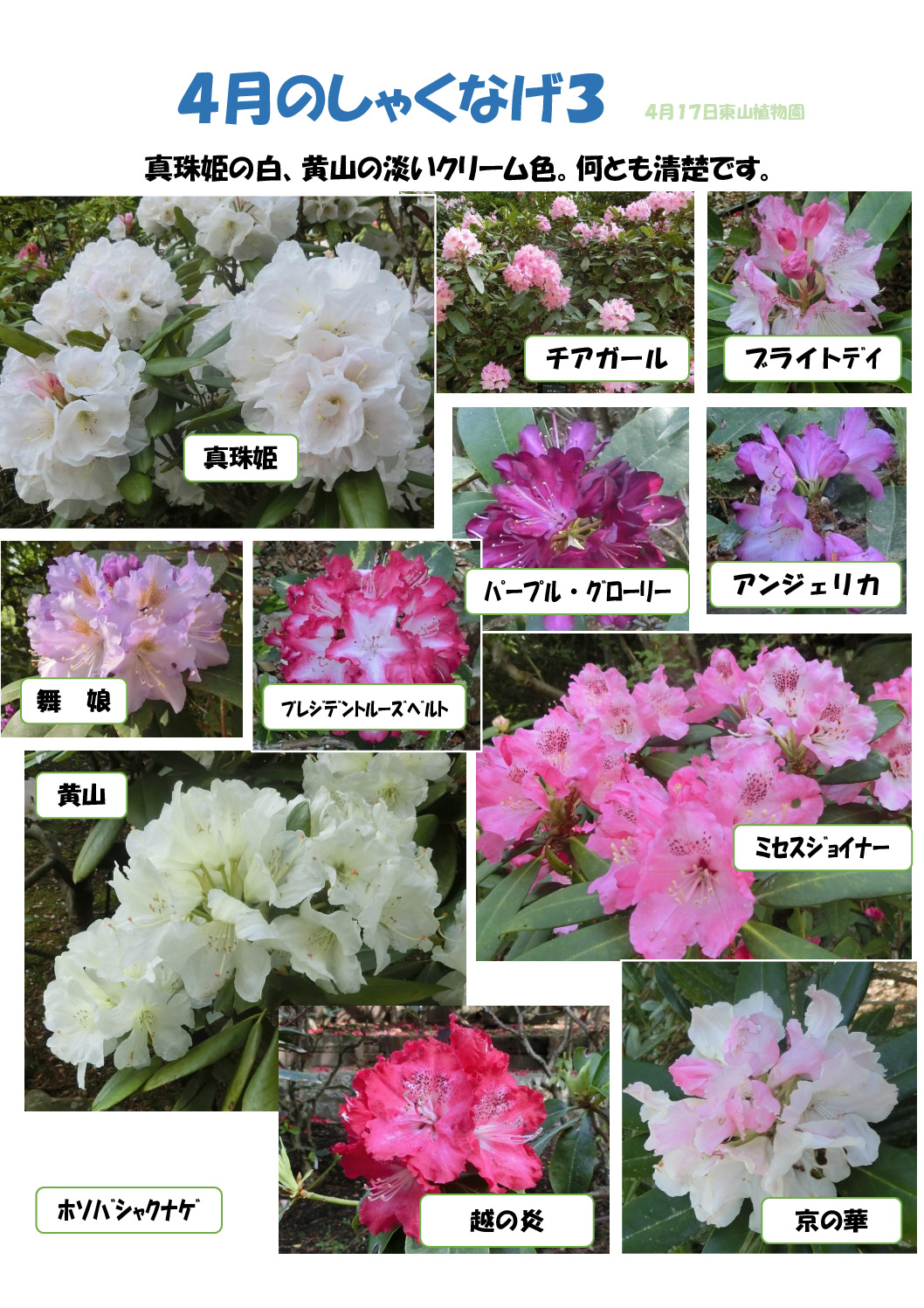 シャクナゲ　3のサムネイル