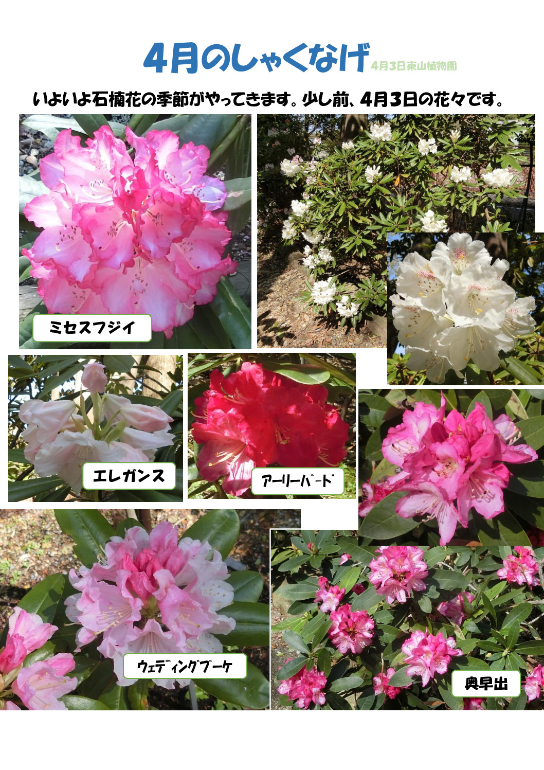 石楠花　　１のサムネイル