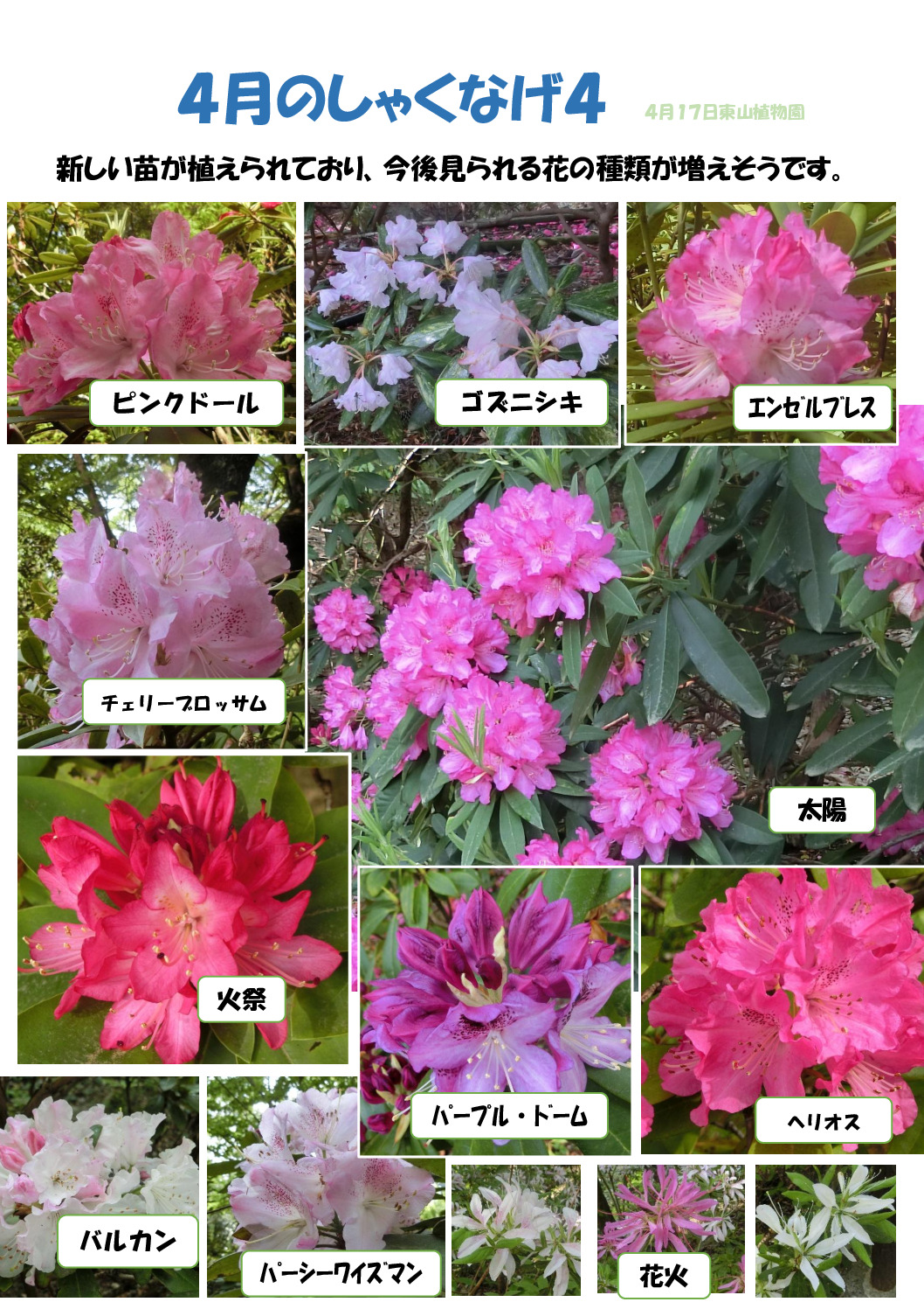 シャクナゲ　４のサムネイル