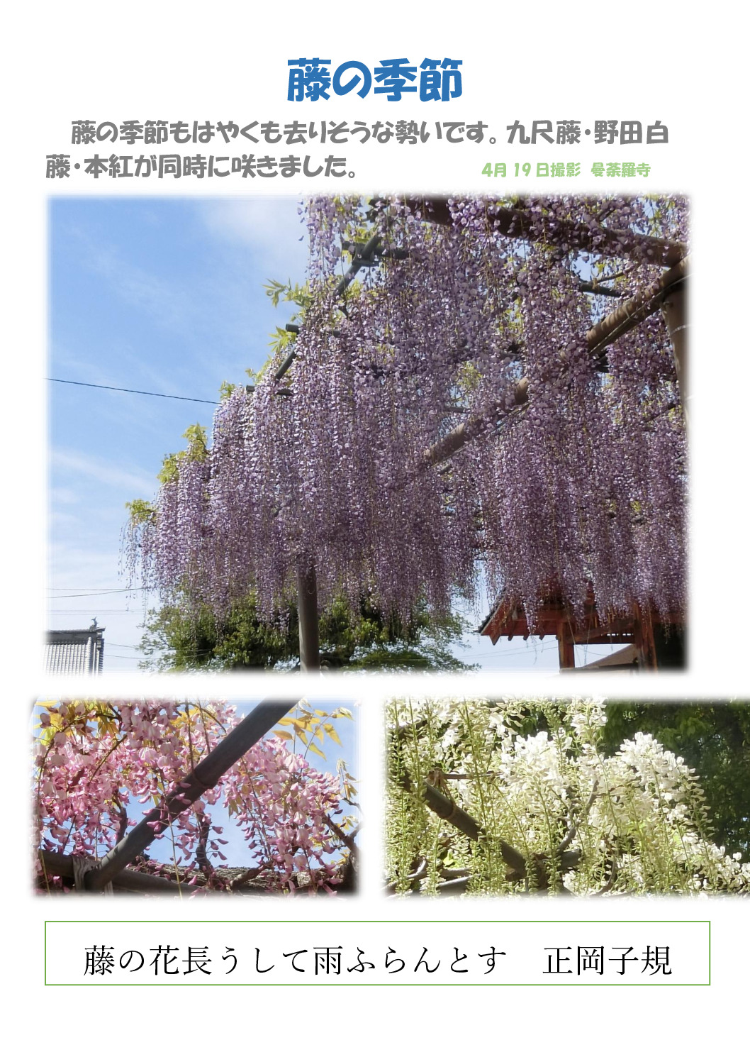 藤の花のサムネイル