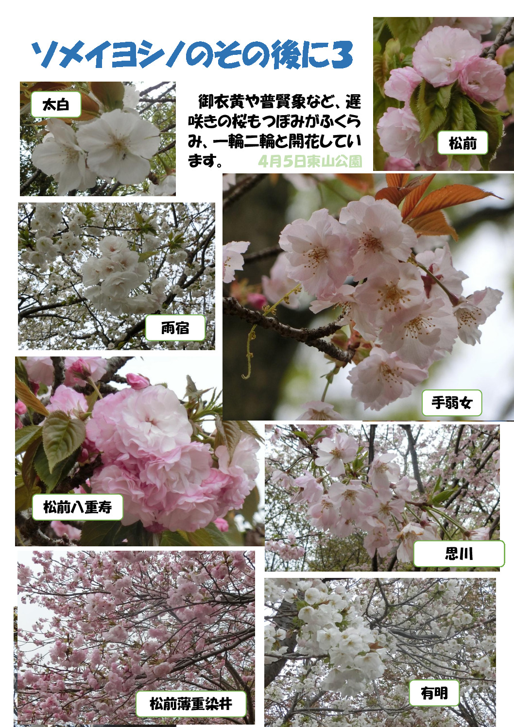 ソメイヨシノののちに３のサムネイル