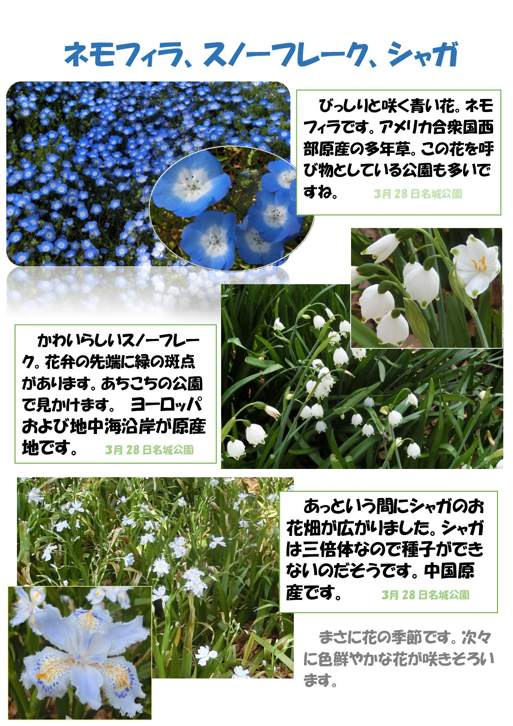 ネモフィラのサムネイル