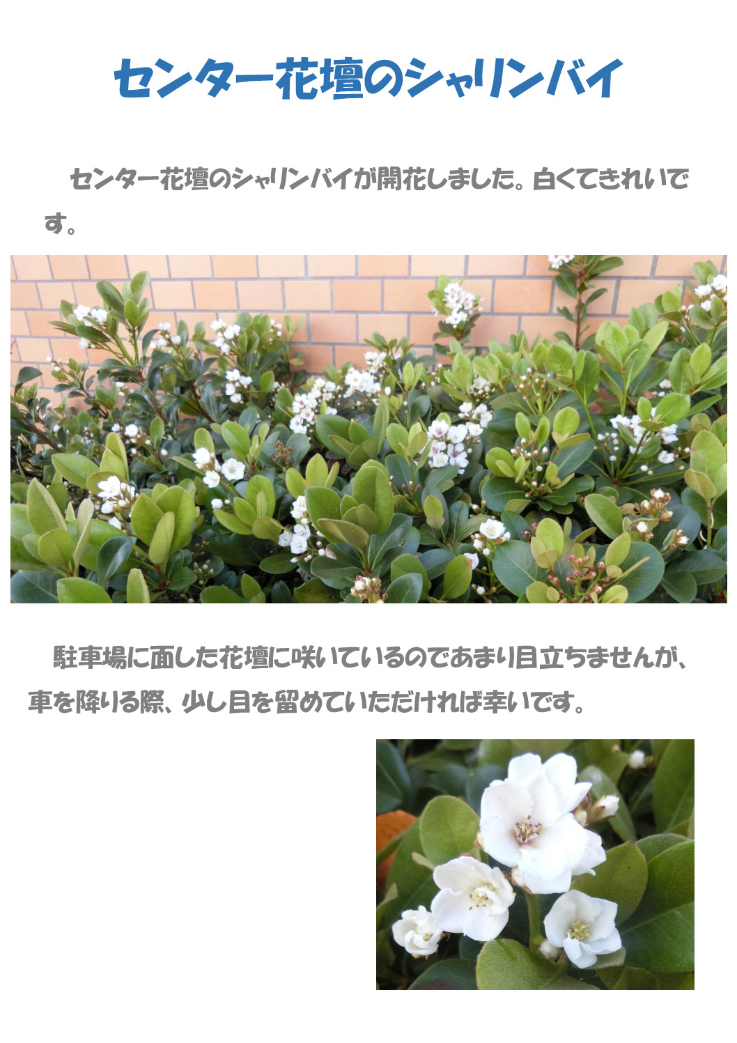 シャリンバイのサムネイル