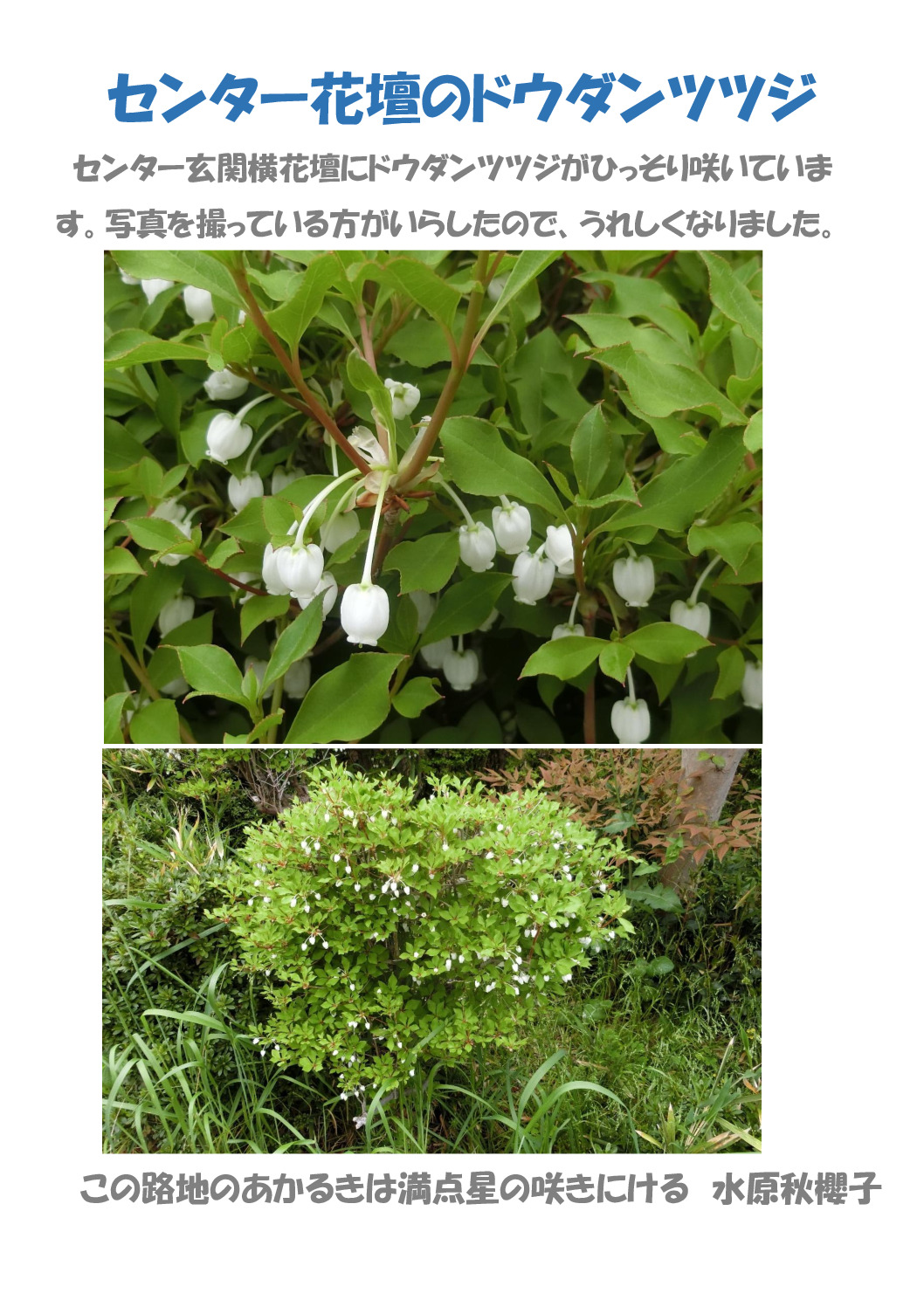 ドウダンツツジのサムネイル