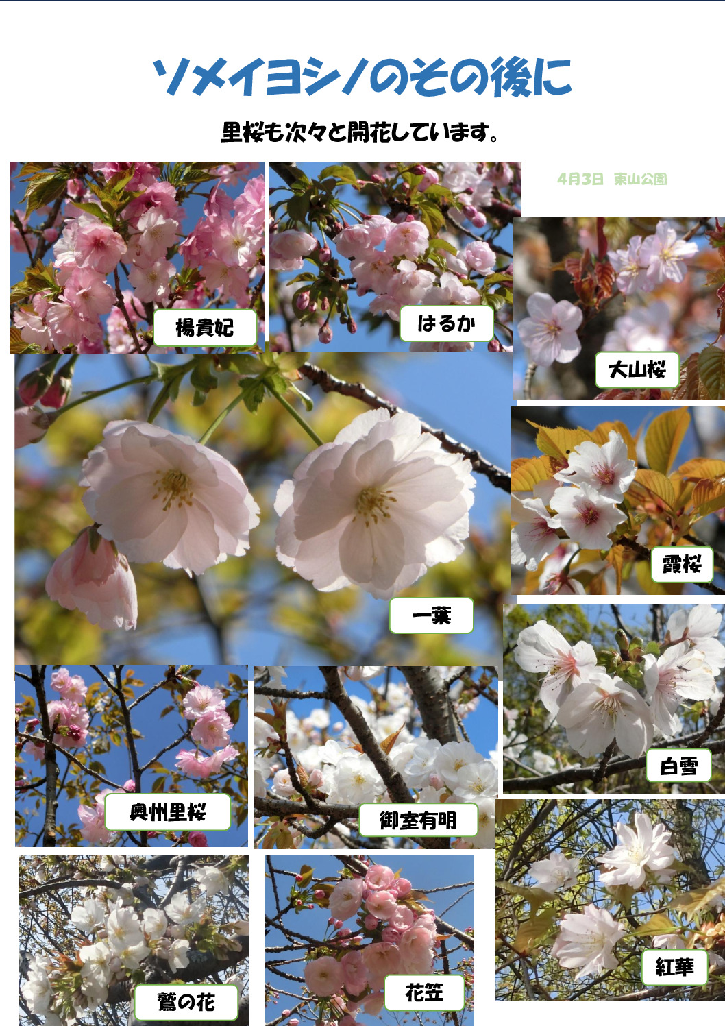 ソメイヨシノののちに１のサムネイル