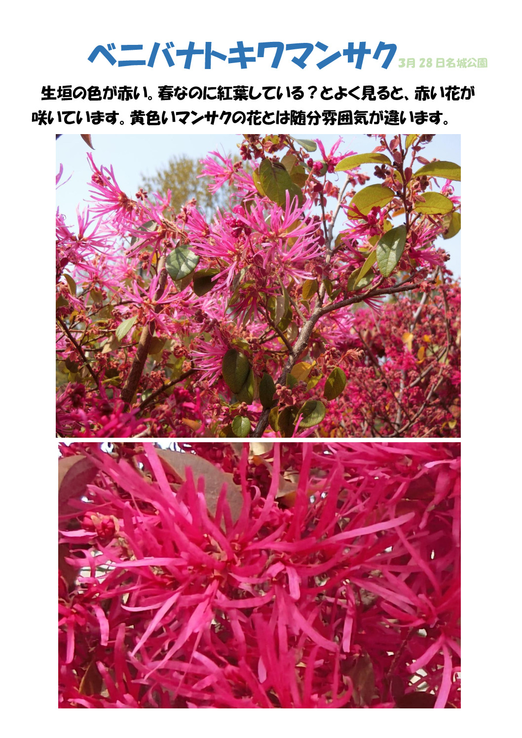 ベニトキワマンザクのサムネイル