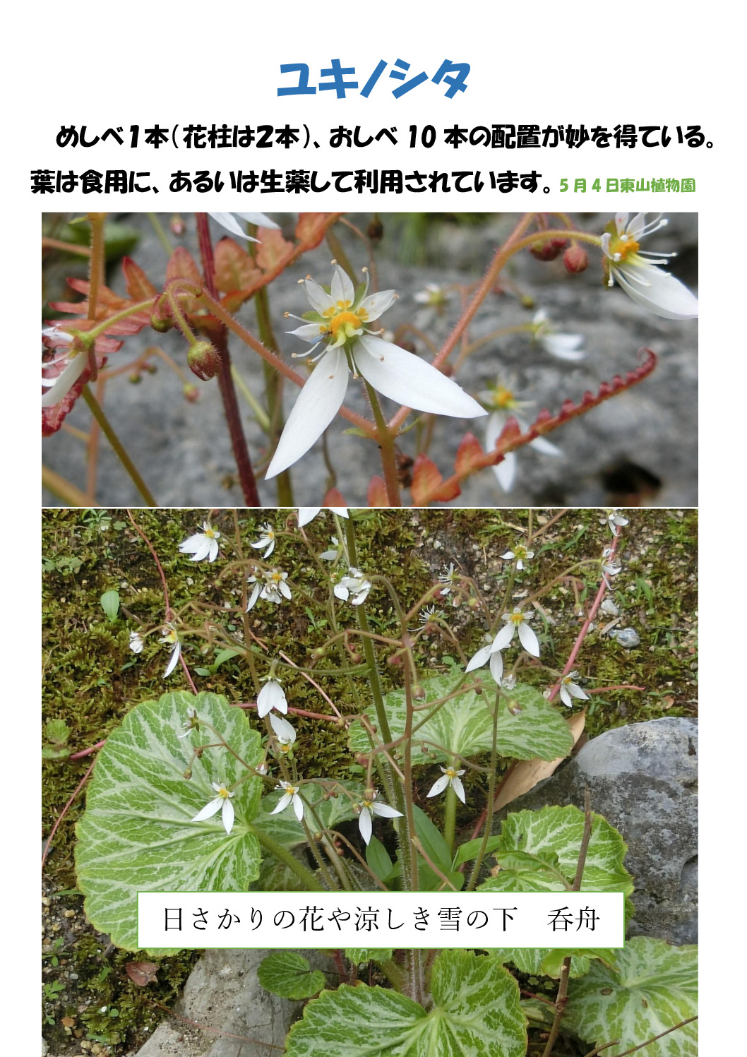 ユキノシタのサムネイル