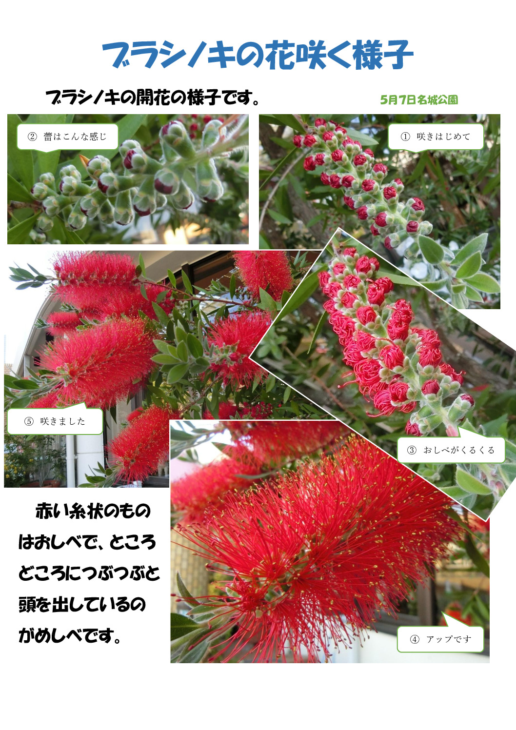 ブラシの木のサムネイル