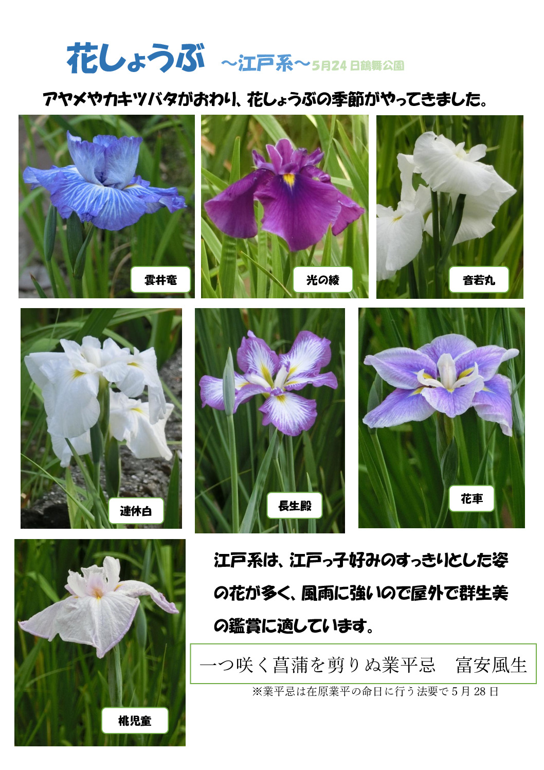 ハナショウブのサムネイル