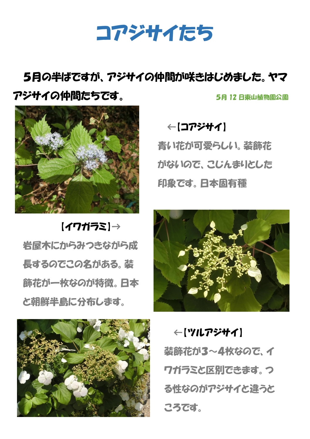 コアジサイたちのサムネイル