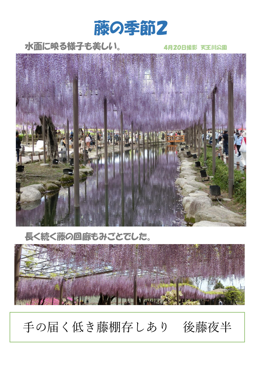 藤の花２のサムネイル