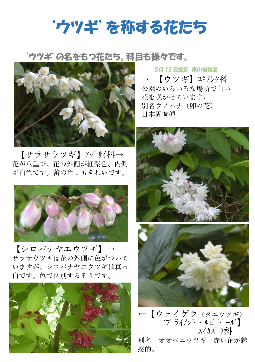 ウツギ２のサムネイル