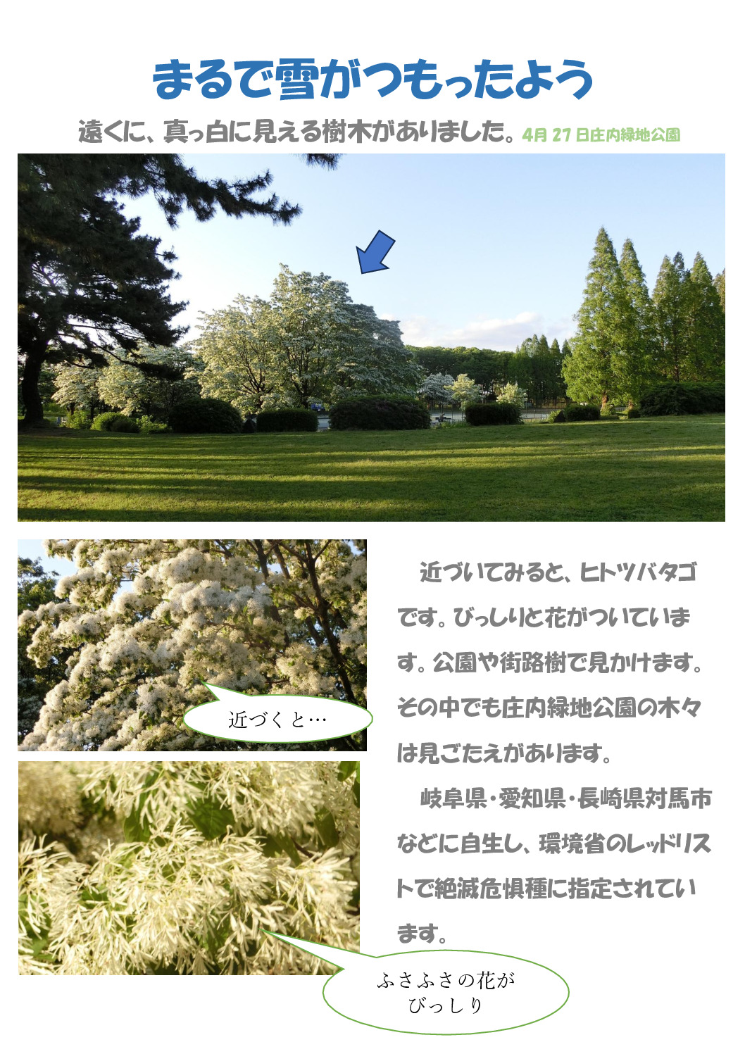 まるで雪がつもったようのサムネイル