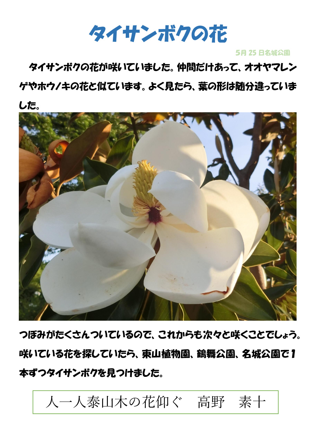タイサンボクのサムネイル