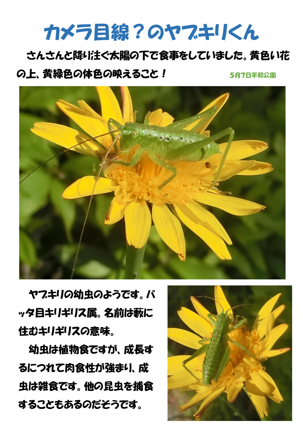 ヤブキリのサムネイル