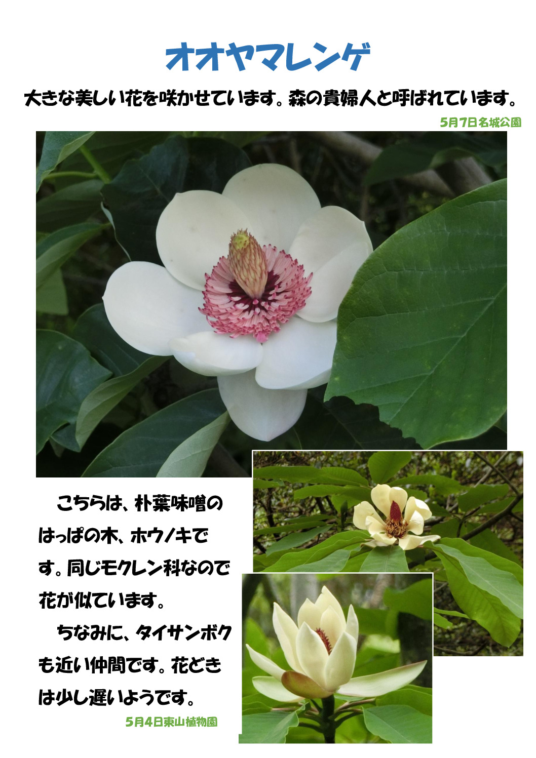 オオヤマレンゲのサムネイル